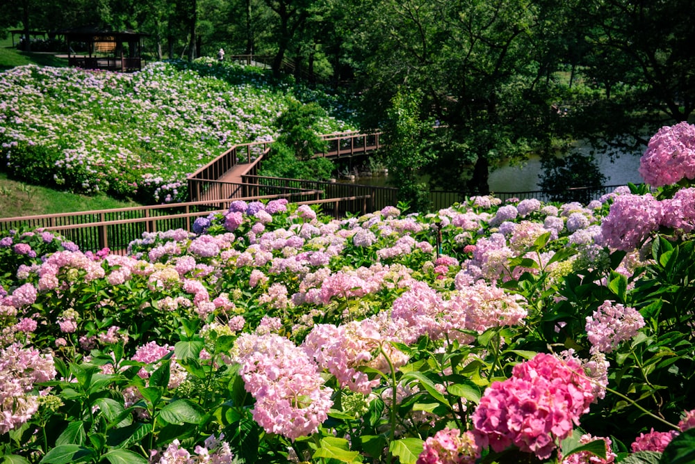 a field full of pink and white flowers