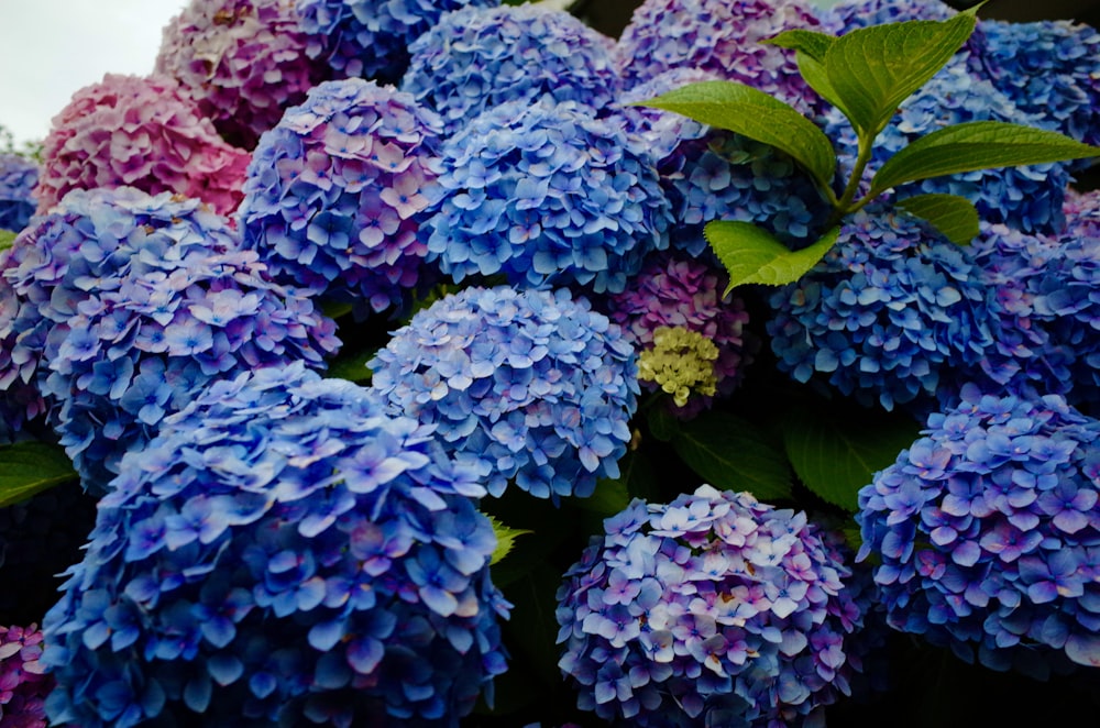 a bunch of purple and blue flowers with green leaves