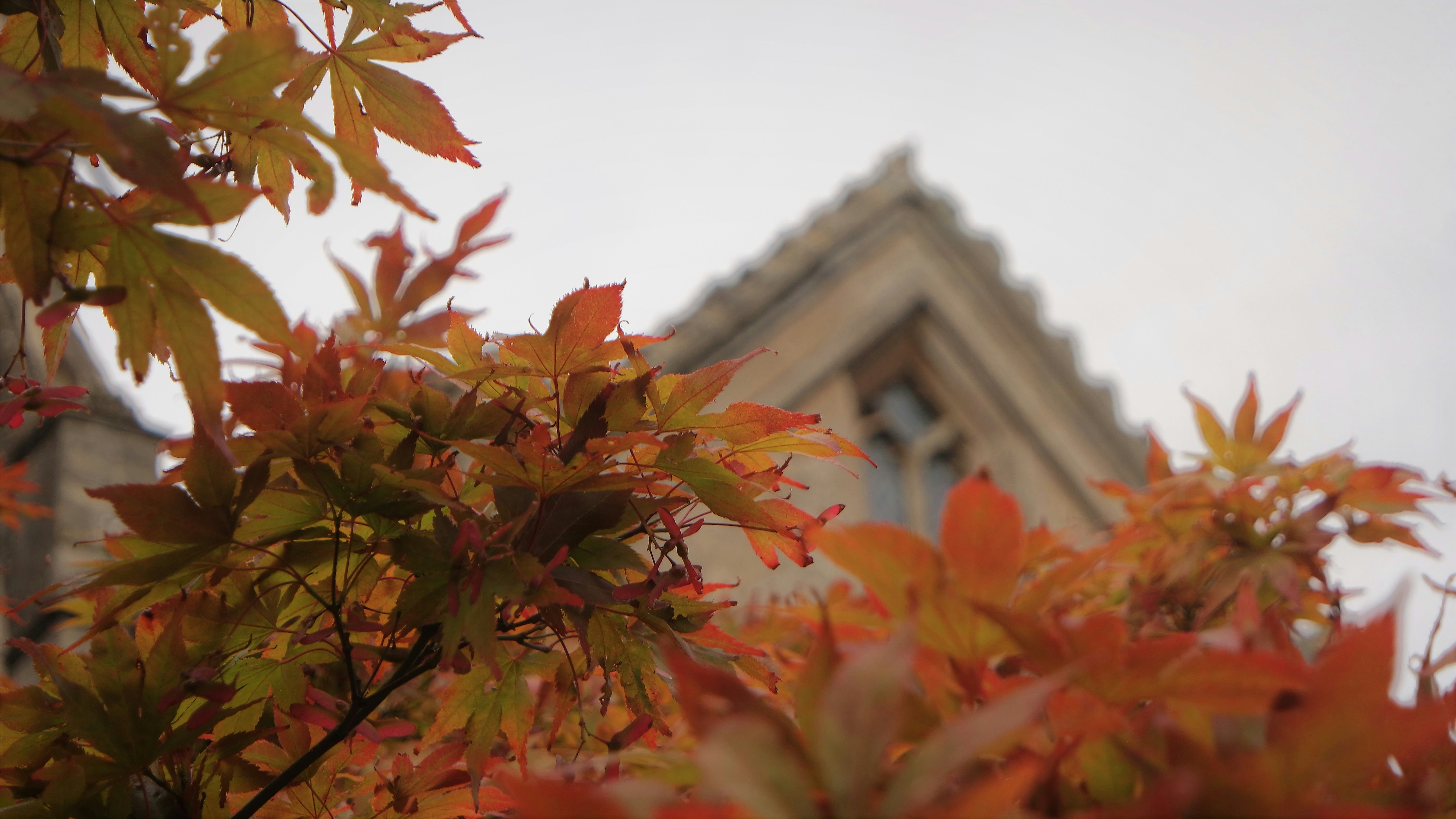 Wells Adams and Sarah Hyland