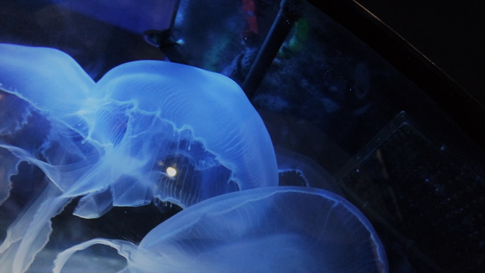 a close up of a jellyfish in a tank