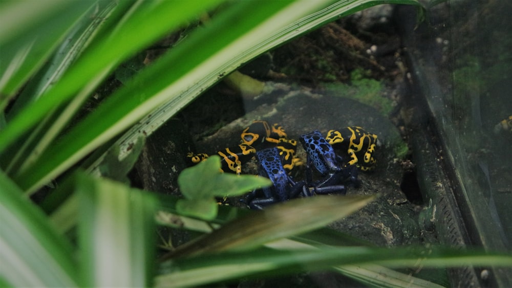 a couple of blue and yellow frogs sitting on top of a green plant