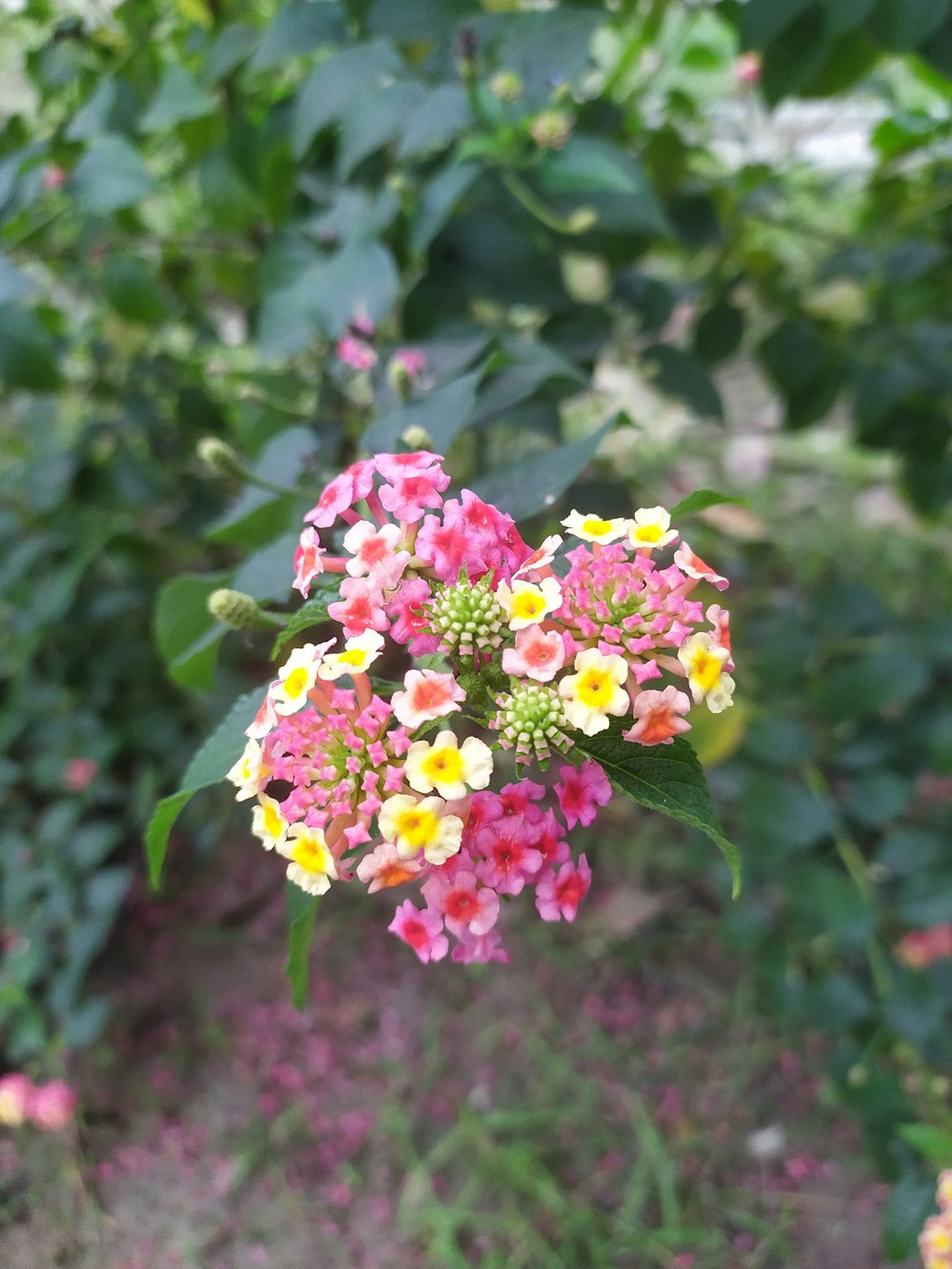 a bunch of flowers that are in the grass