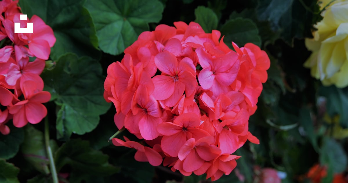 Gros plan d’un bouquet de fleurs rouges et jaunes photo – Photo Rose ...