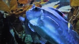 A marine creature with a unique, boxy shape and vibrant blue coloration swims through the water. In the background, there are leafy plants and aquatic vegetation, adding depth and a natural habitat feel.