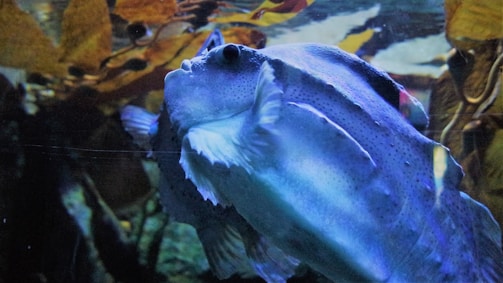 A marine creature with a unique, boxy shape and vibrant blue coloration swims through the water. In the background, there are leafy plants and aquatic vegetation, adding depth and a natural habitat feel.