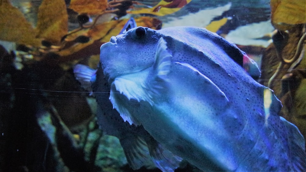 a large blue fish swimming in an aquarium