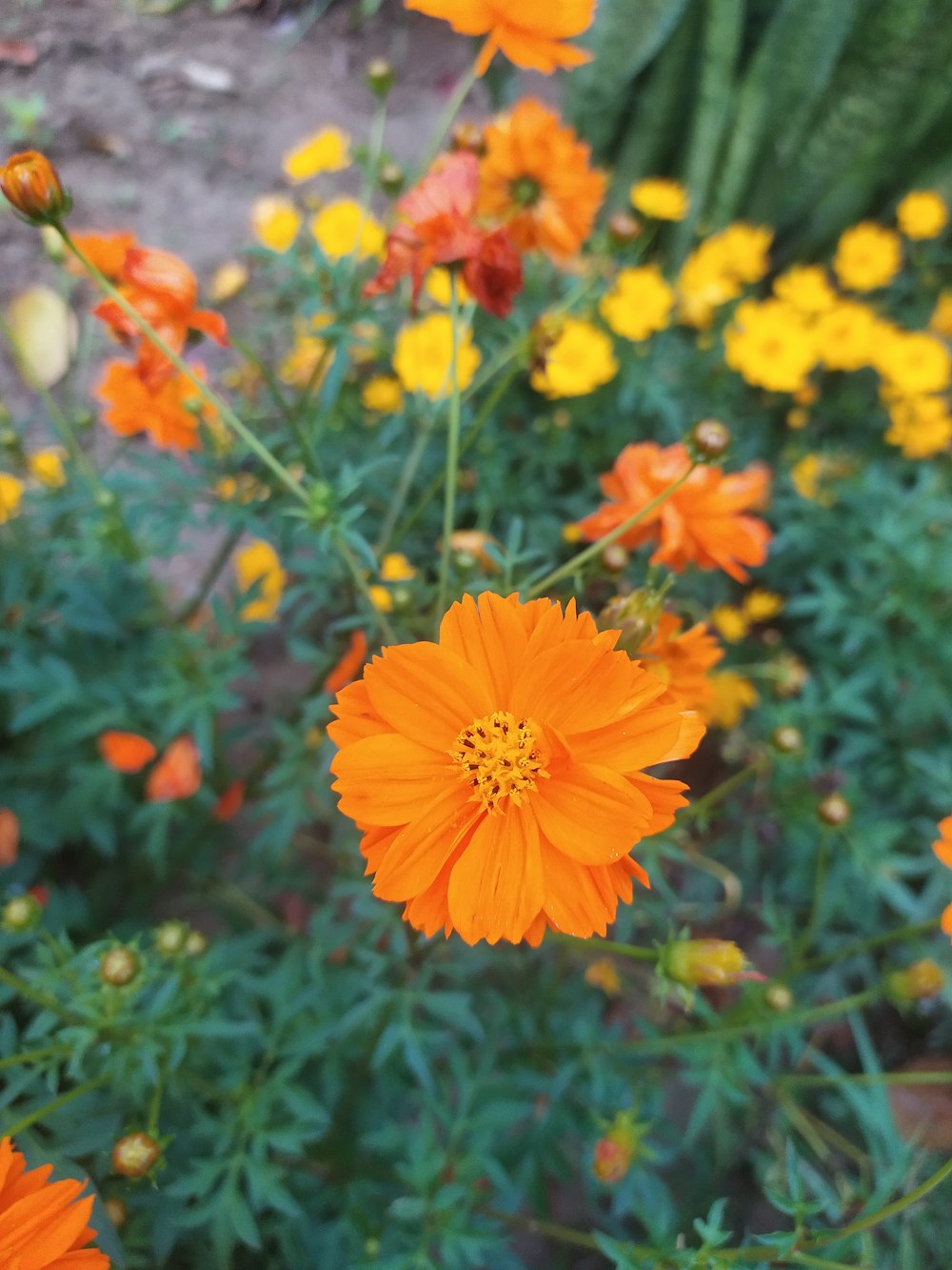 a bunch of orange and yellow flowers in a garden