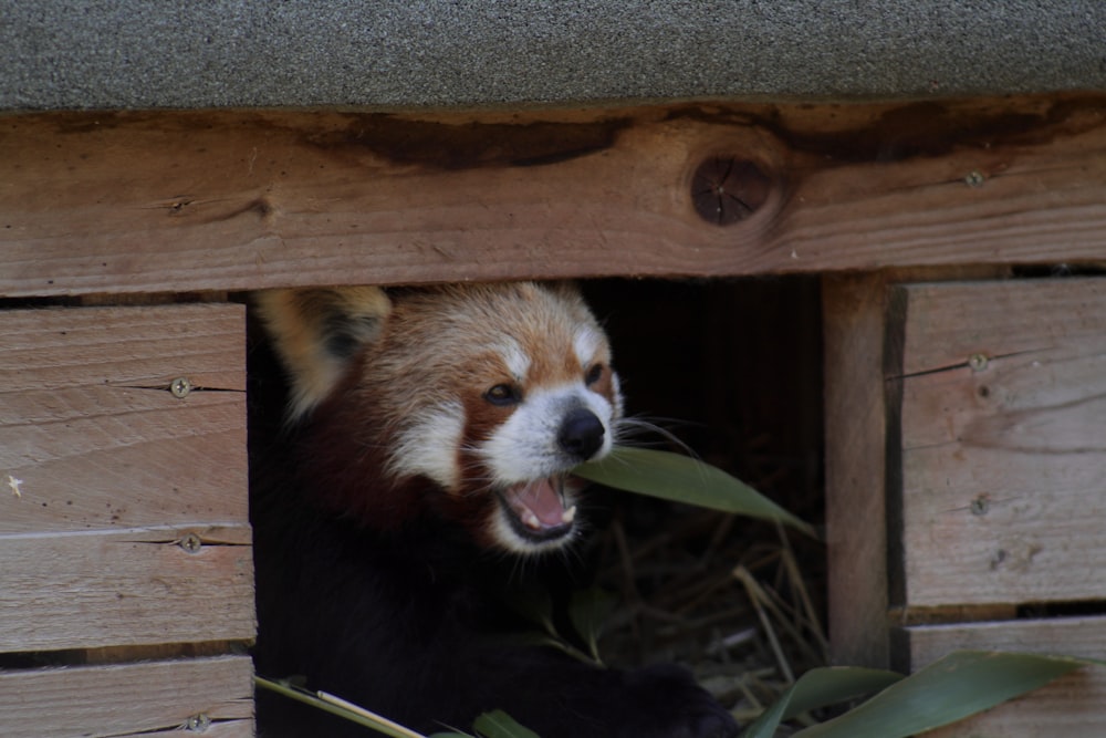 a red panda sticks its tongue out from its den