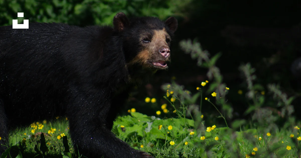 緑豊かな森の中を歩くツキノワグマの写真 – Unsplashの無料動物写真