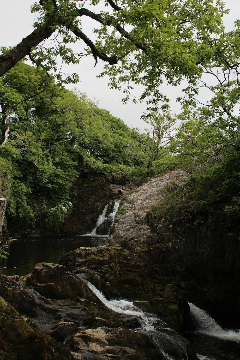 a stream running through a lush green forest