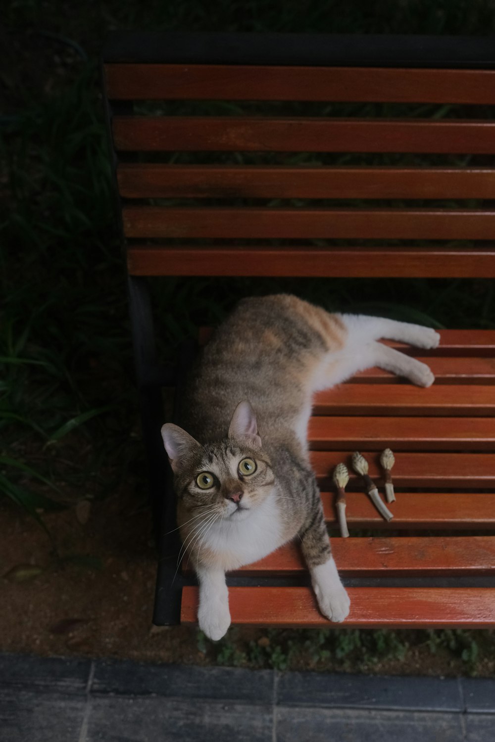 a cat laying on top of a wooden bench