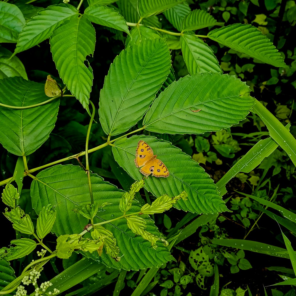 a butterfly sitting on top of a green leaf