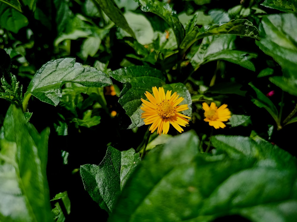 Nahaufnahme einer gelben Blume, umgeben von grünen Blättern