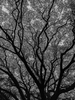 Delicate ink lines weaving a mythic tree with roots tangled in shadow