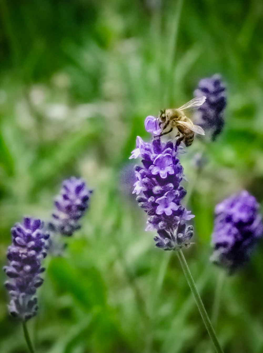 a bee sitting on top of a purple flower