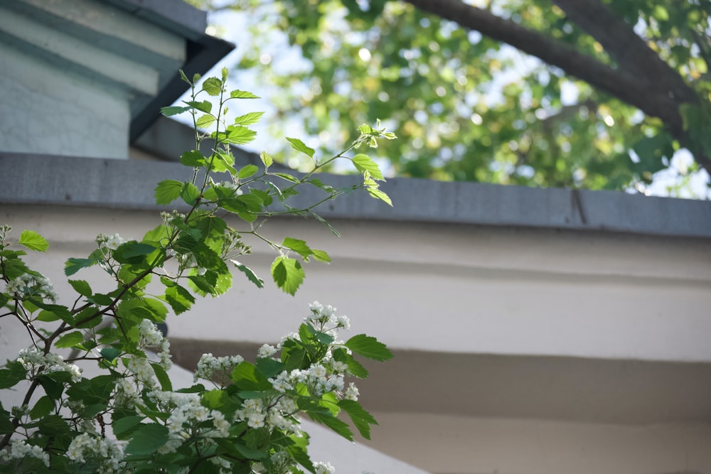 a branch of a tree with white flowers