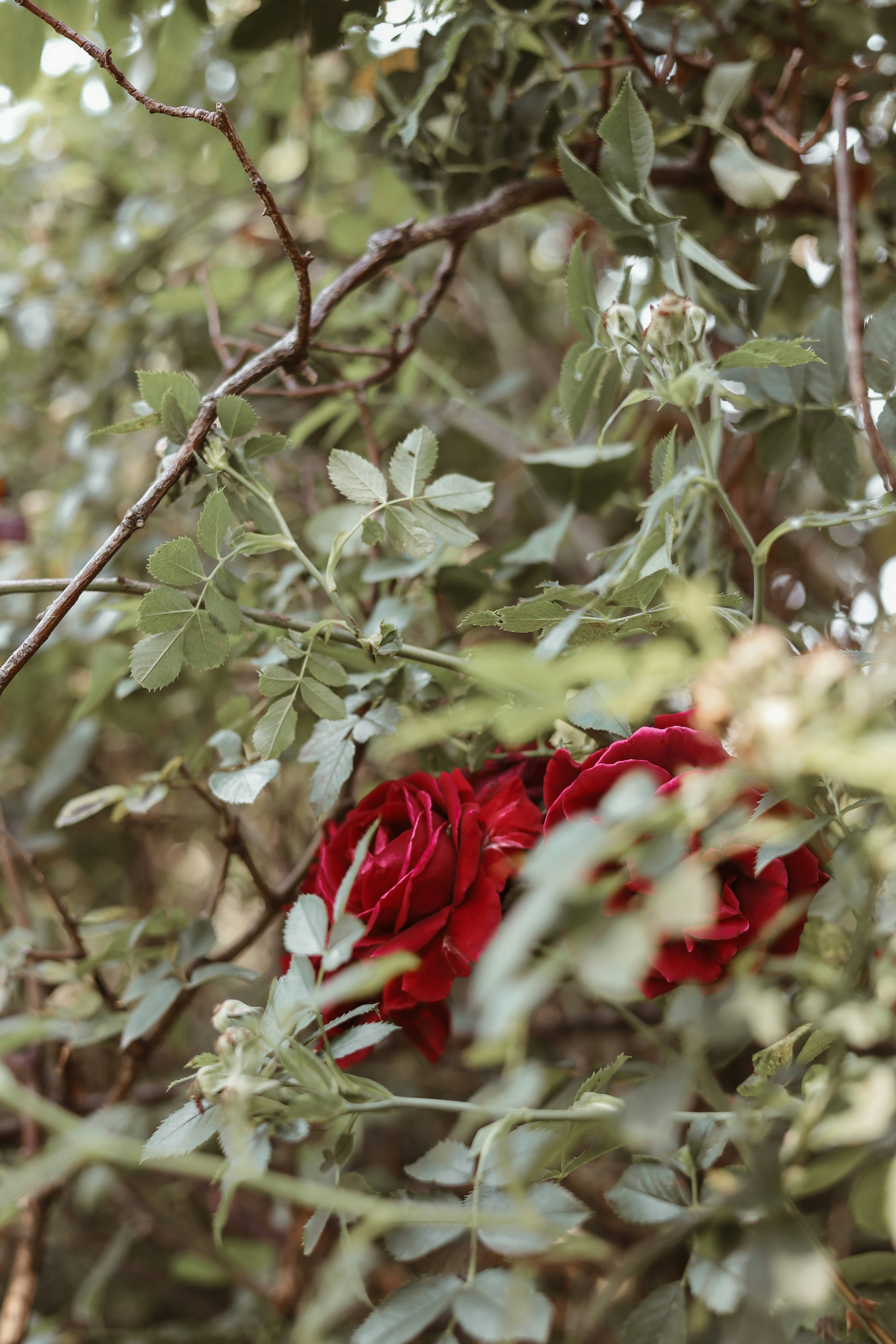 A photograph of a crimson rose partially obscured by dense green foliage and slender branches in soft natural light.