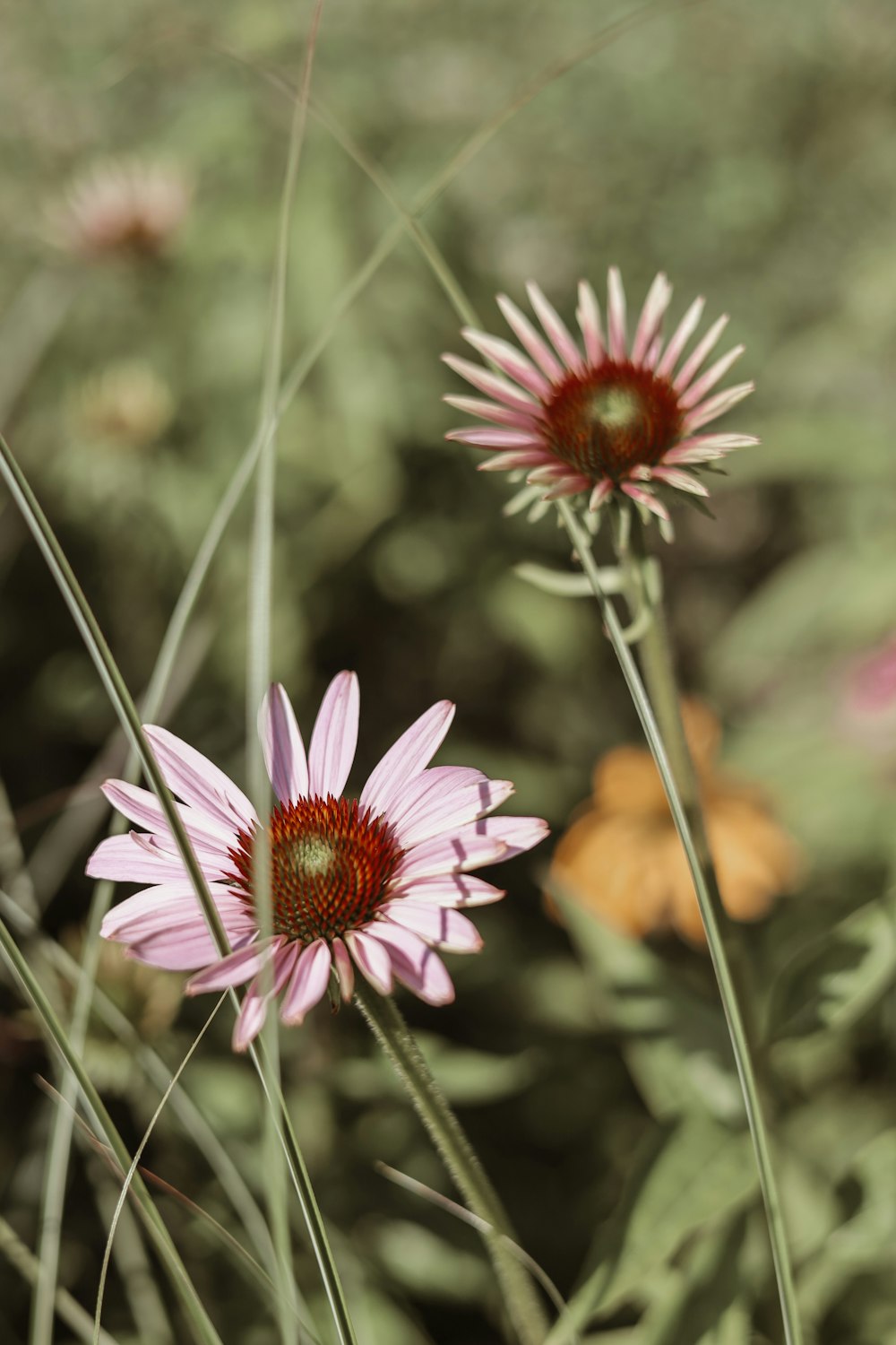 a close up of some pink flowers in a field