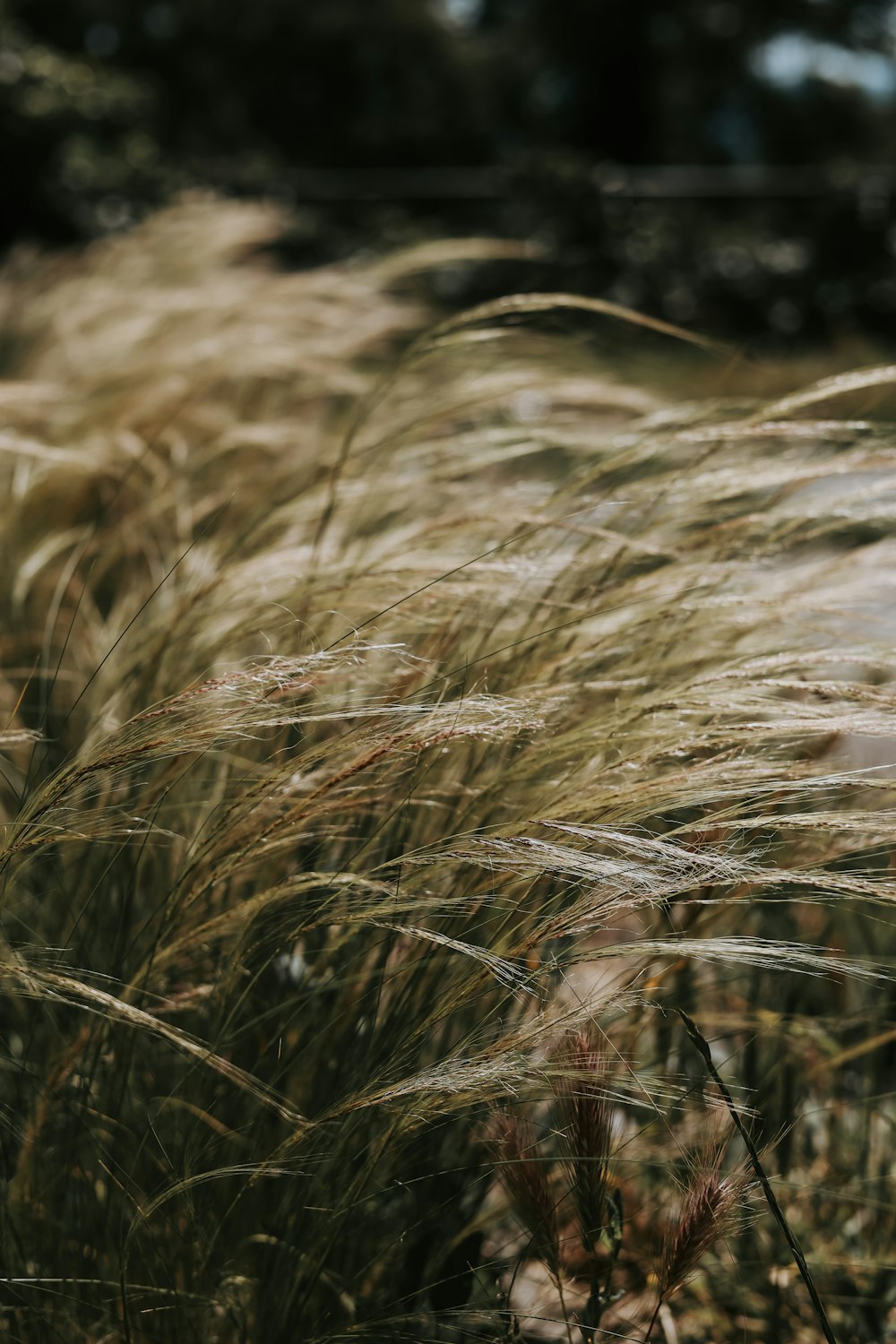 a bunch of tall grass blowing in the wind