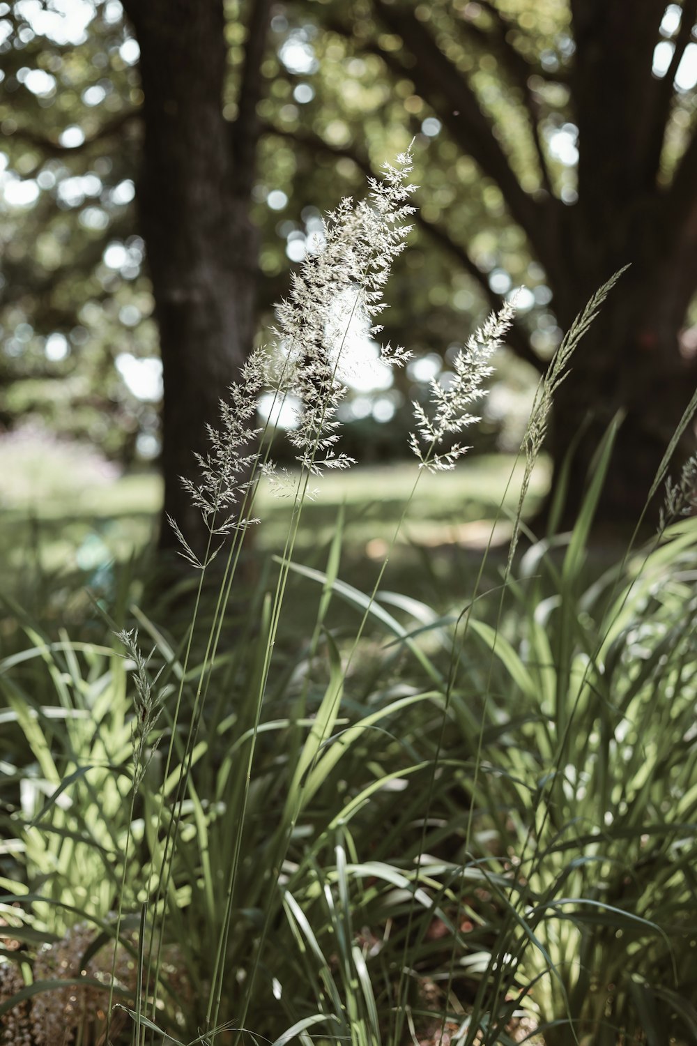 a close up of a plant near a tree