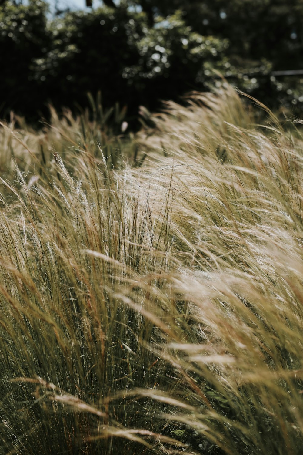 tall grass blowing in the wind with trees in the background