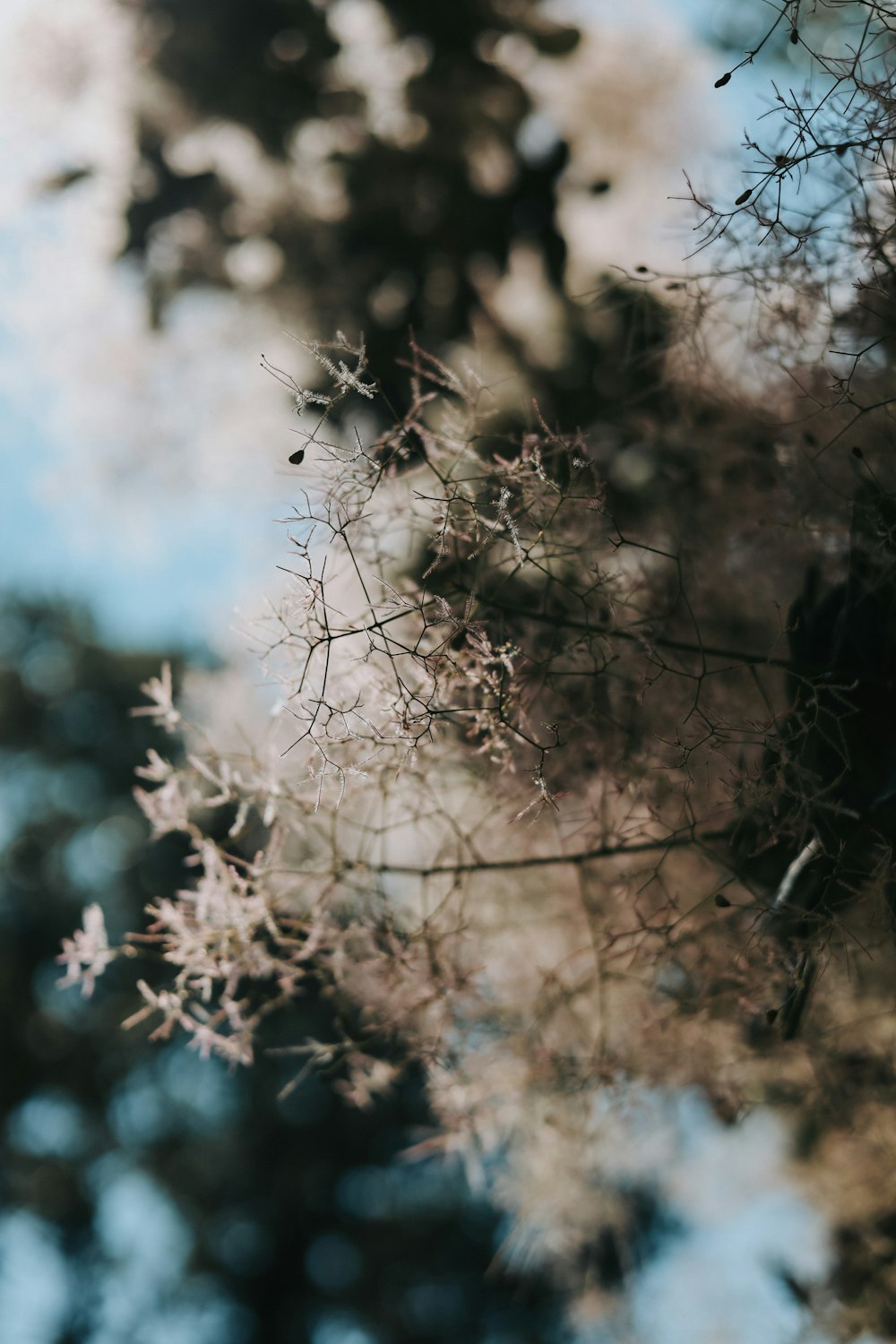 a blurry photo of a tree with leaves