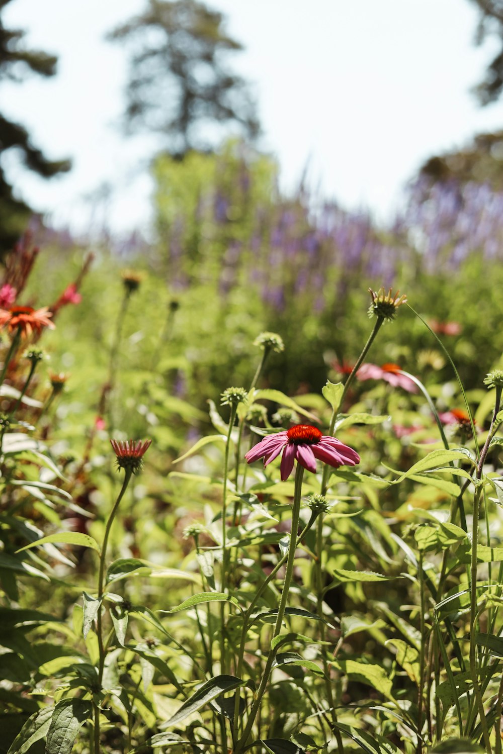 a field full of purple and red flowers