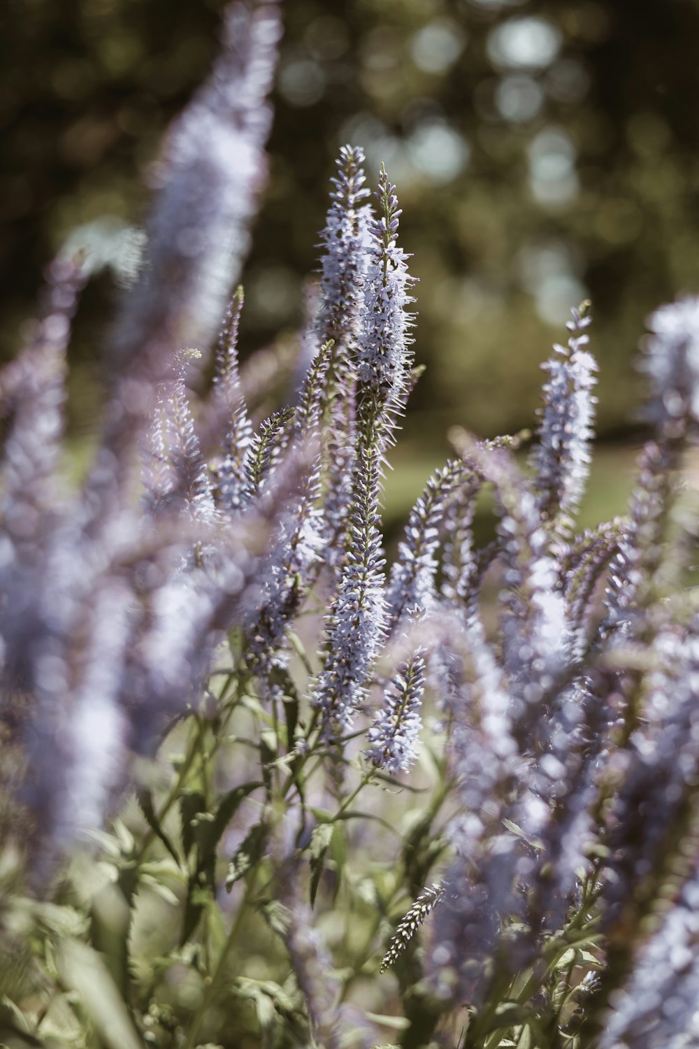 a bunch of purple flowers in a field