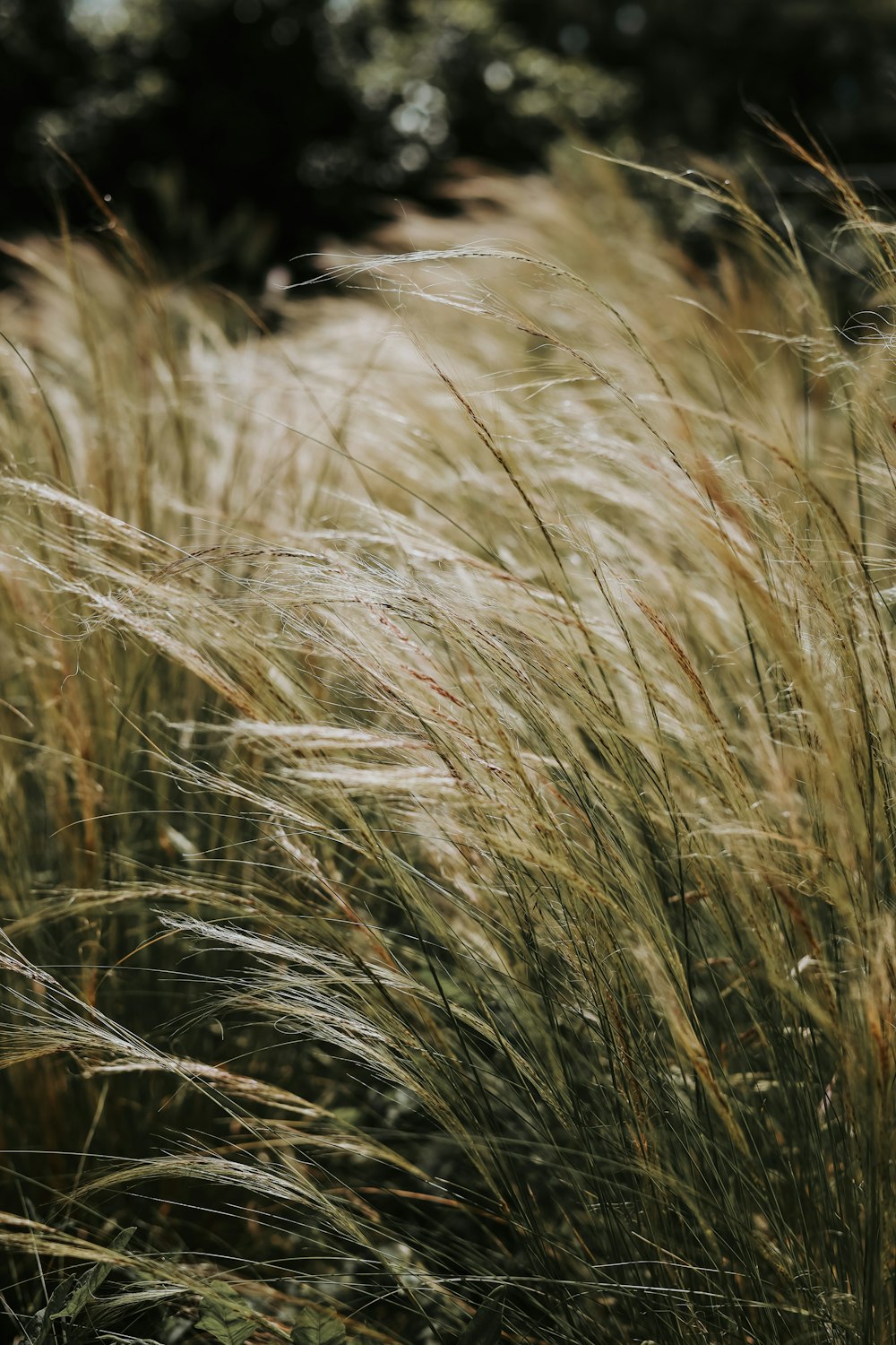 a close up of a grass field with trees in the background