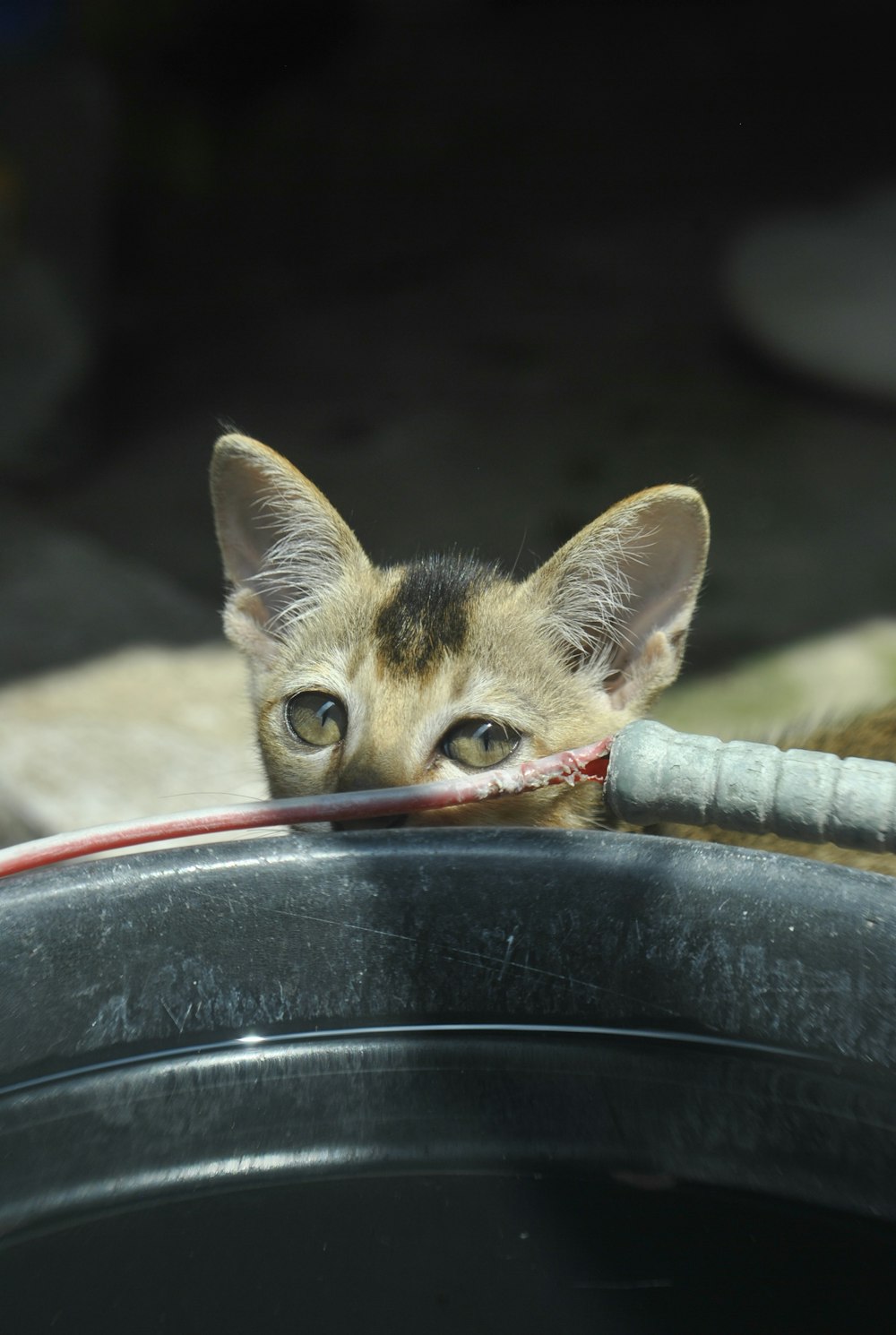 a small kitten is chewing on a wire