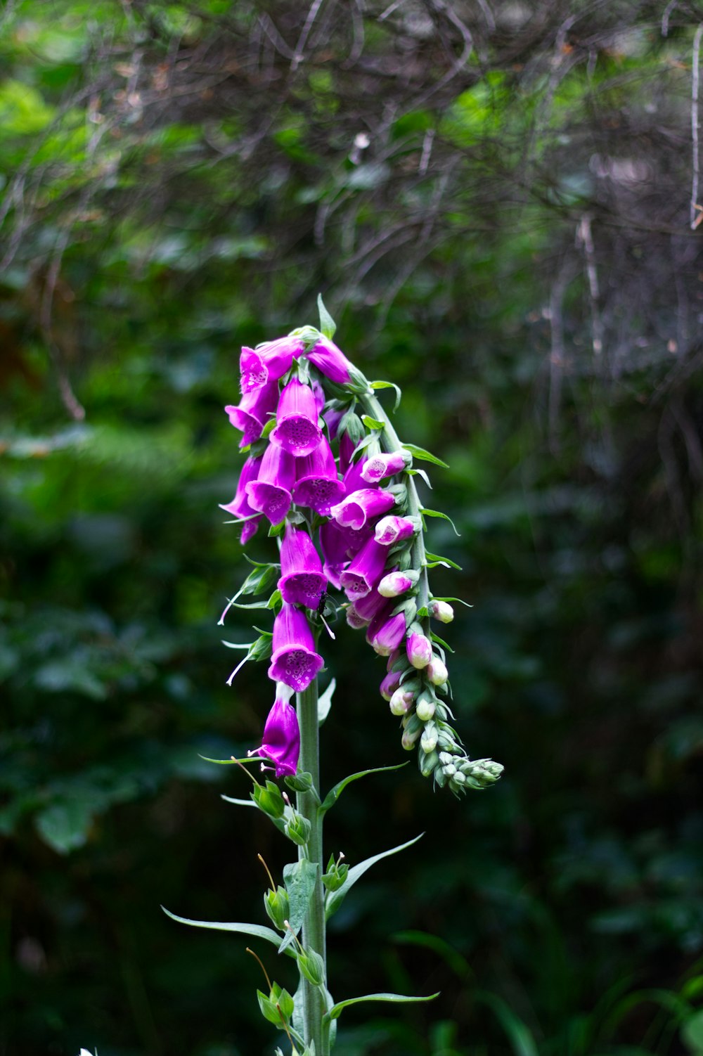 uma flor roxa está florescendo em um campo