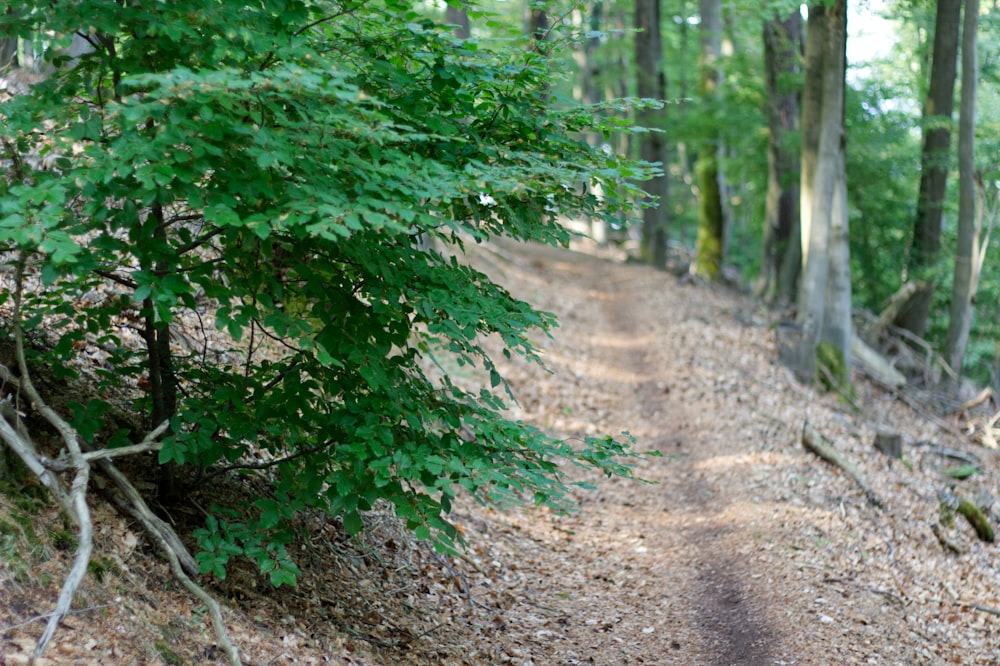 a path in the woods with trees on both sides