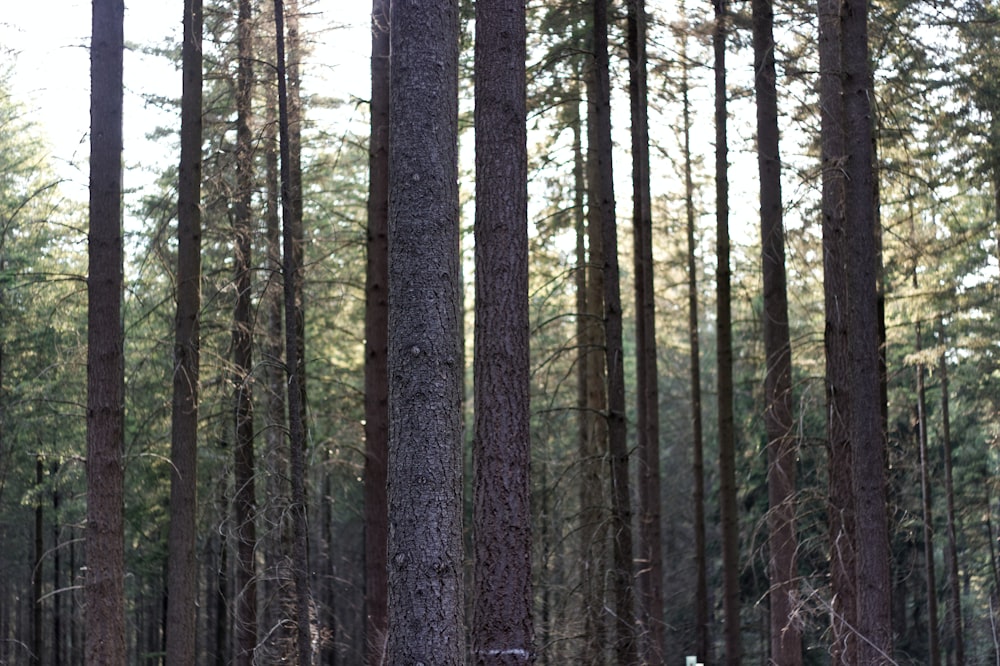 a forest filled with lots of tall trees