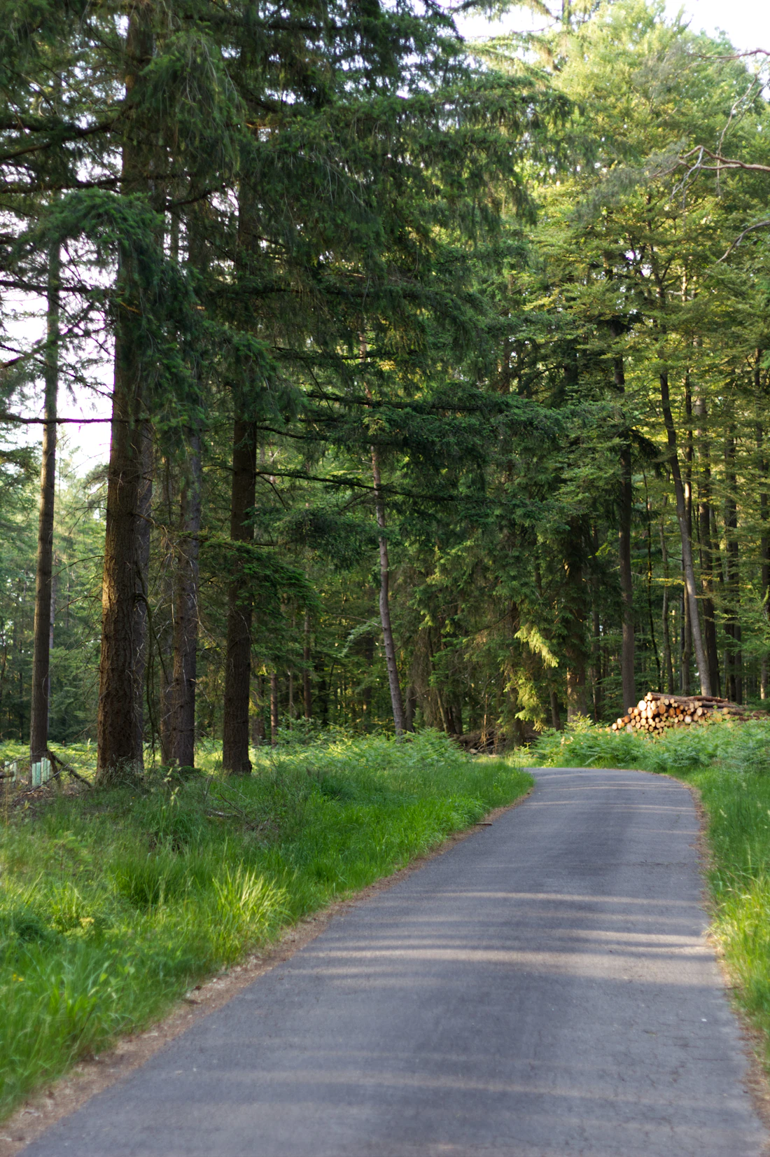 Stiller Waldweg zwischen hohen Nadelbäumen im Abendlicht bei Kaiserslautern-Mölschbach