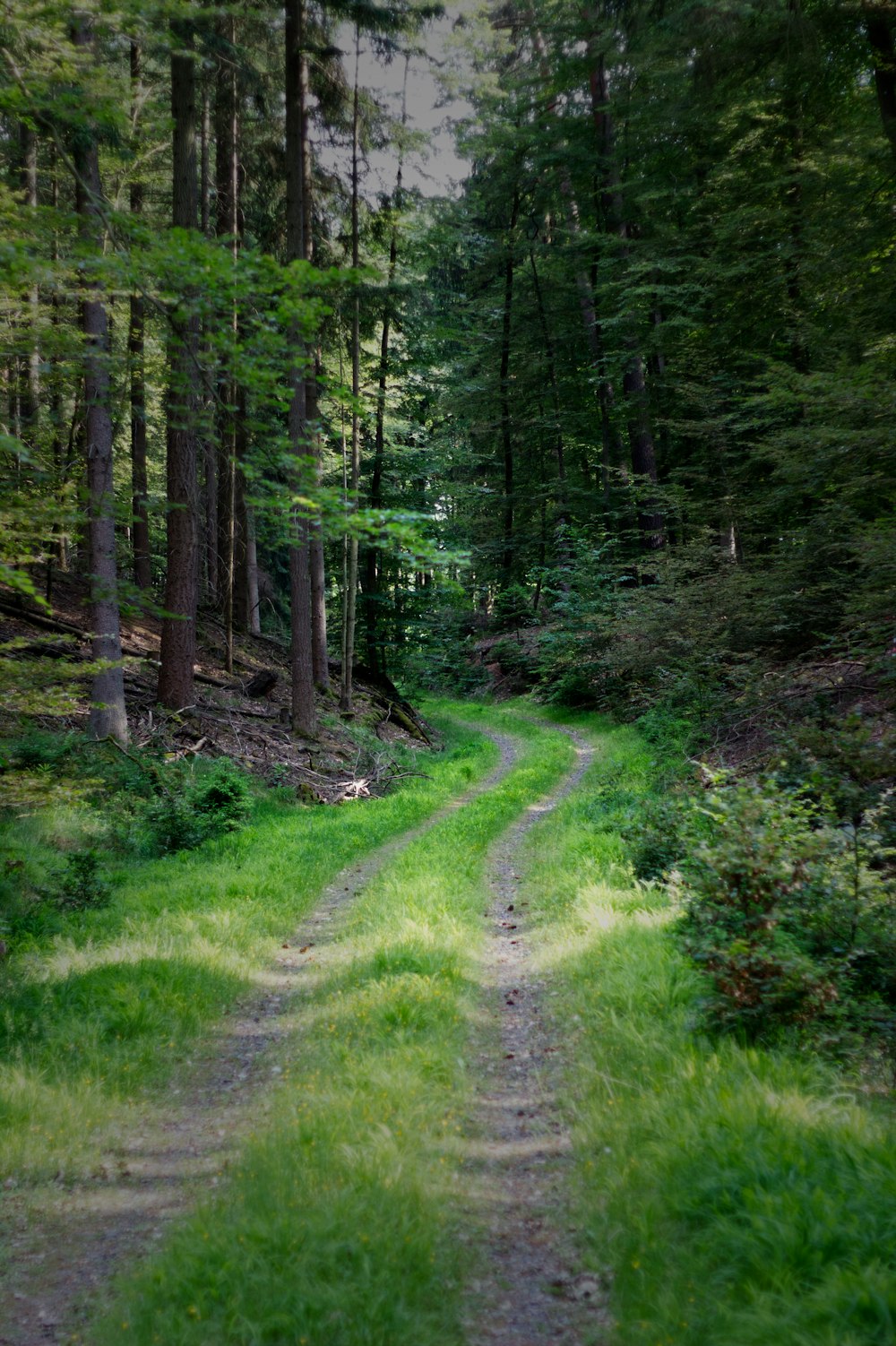 a dirt road in the middle of a forest