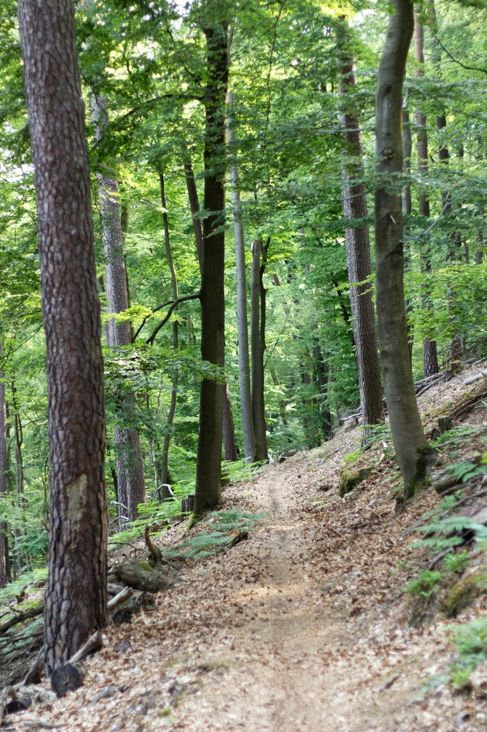 Un camino de tierra en medio de un bosque