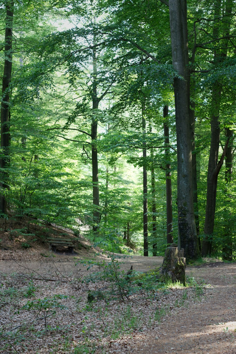 Un banco sentado en medio de un bosque