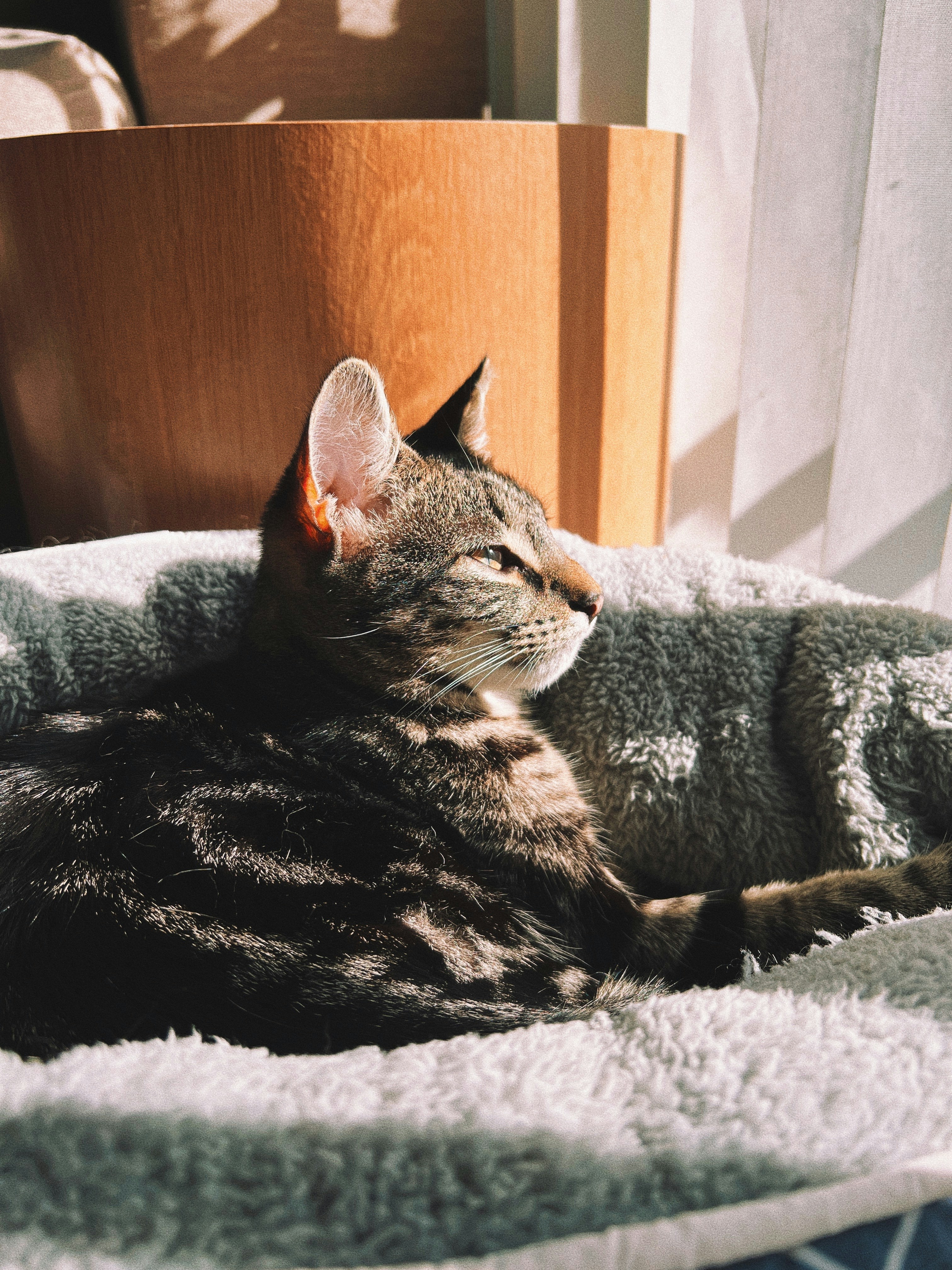 Charming Cat Accessories