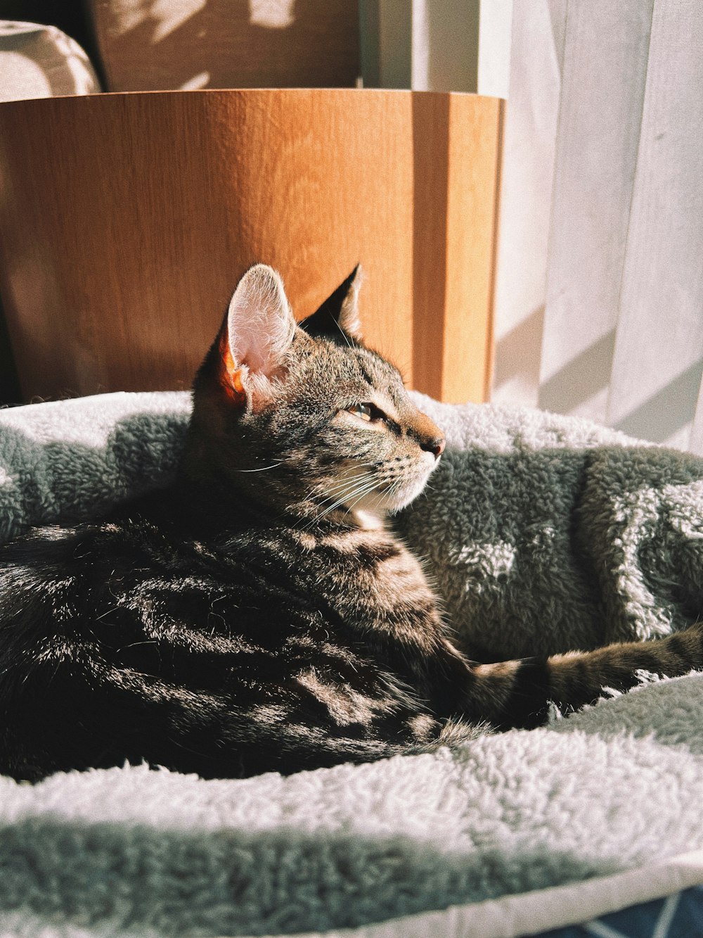 a cat that is laying down on a blanket