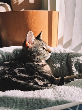 A cat with a striped coat is lounging in a plush bed, bathed in warm sunlight. The cat appears relaxed, with its eyes partially closed, enjoying the cozy atmosphere. The background features a wooden surface and vertical blinds, adding a soft, natural ambiance to the scene.