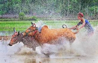 A vibrant scene of a traditional bull race taking place in a muddy field. A rider is positioned behind two bulls, holding onto ropes as they gallop through splashing water. The backdrop features green fields and blurred trees, creating a dynamic and energetic atmosphere.