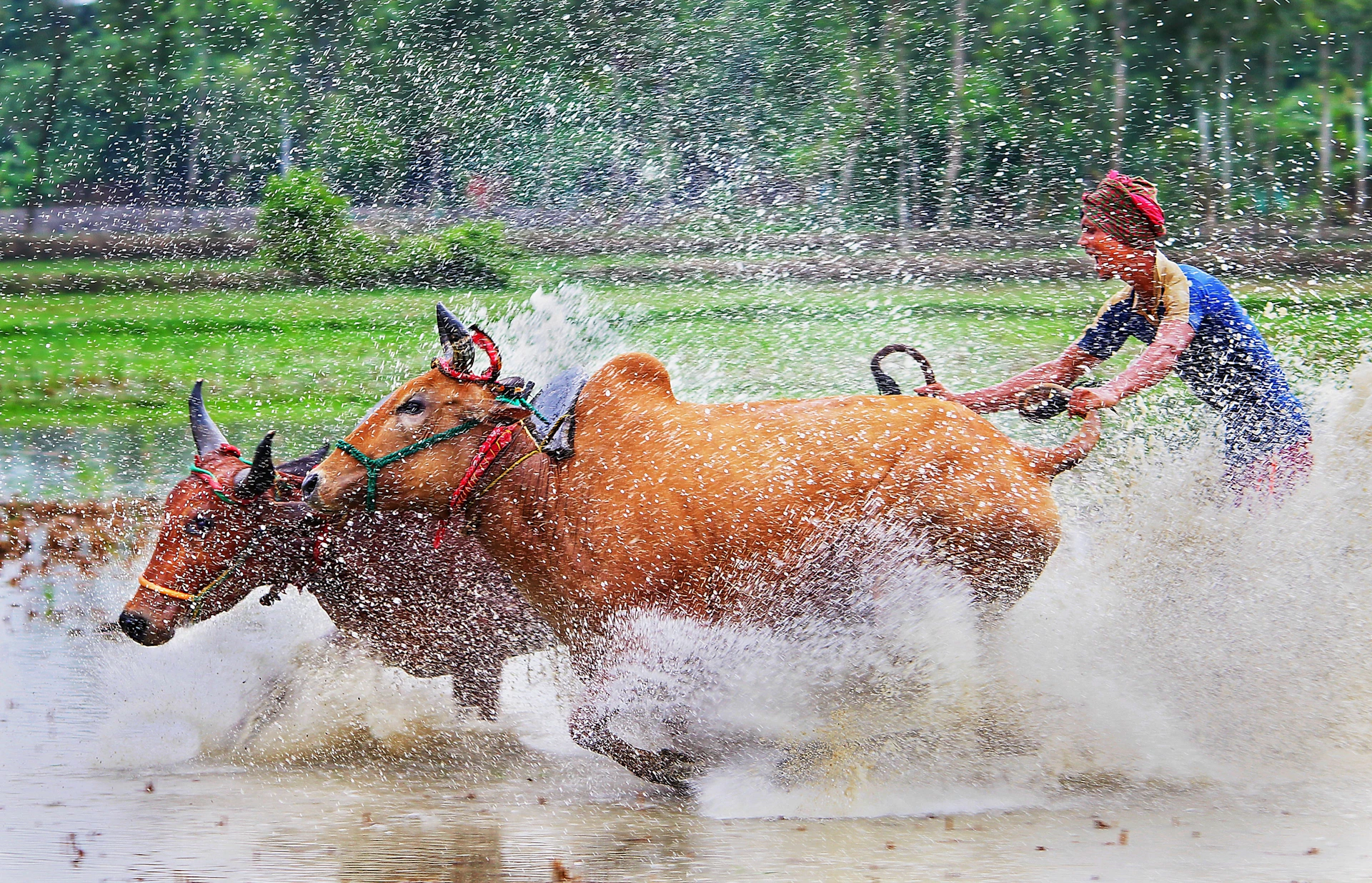 a couple of bulls running through a river