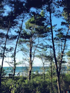 Tall trees with green foliage form a dense forest with glimpses of the ocean and a clear blue sky visible through the branches.