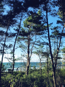Tall trees with green foliage form a dense forest with glimpses of the ocean and a clear blue sky visible through the branches.