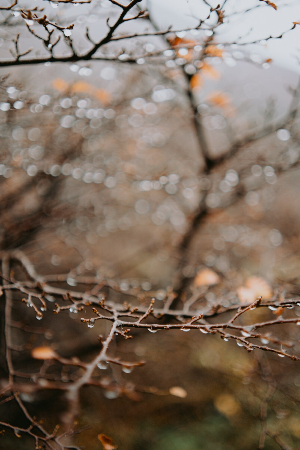 a bird perched on a tree branch in the rain