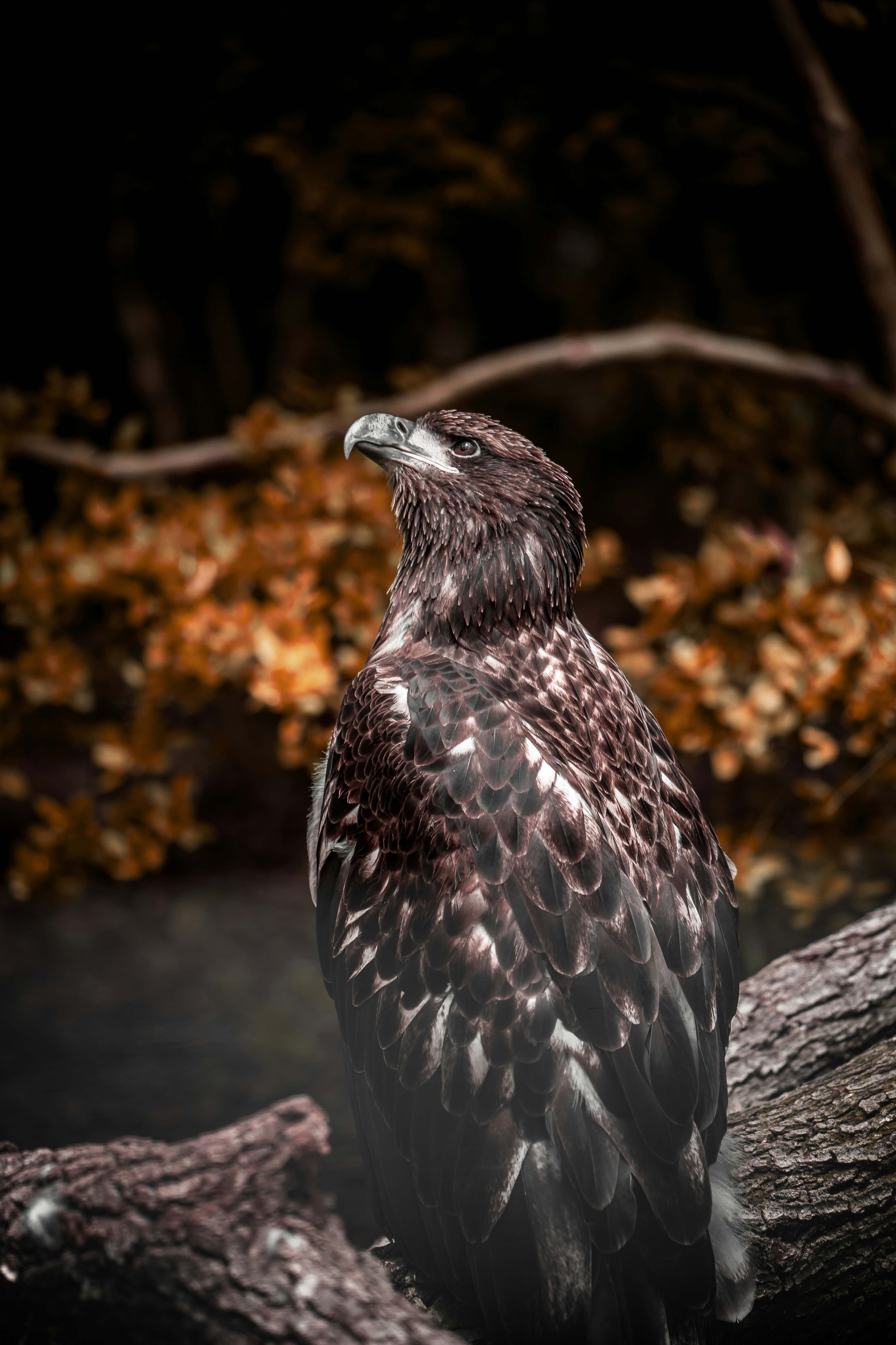 a large bird sitting on top of a tree branch