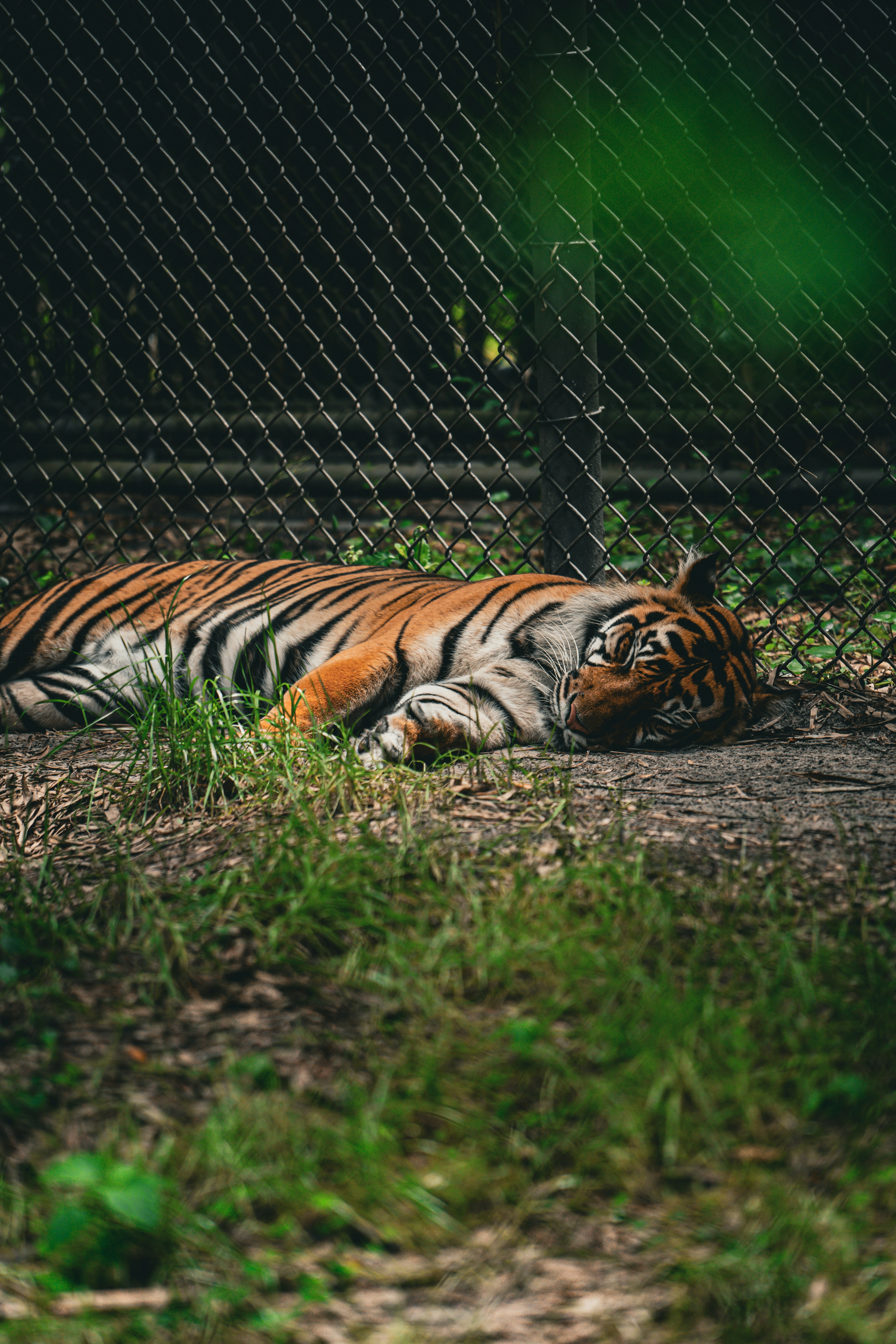 Why Fat Tigers Stop Hunting: Provision without purpose creates dysfunction and comfort can be the enemy of capability