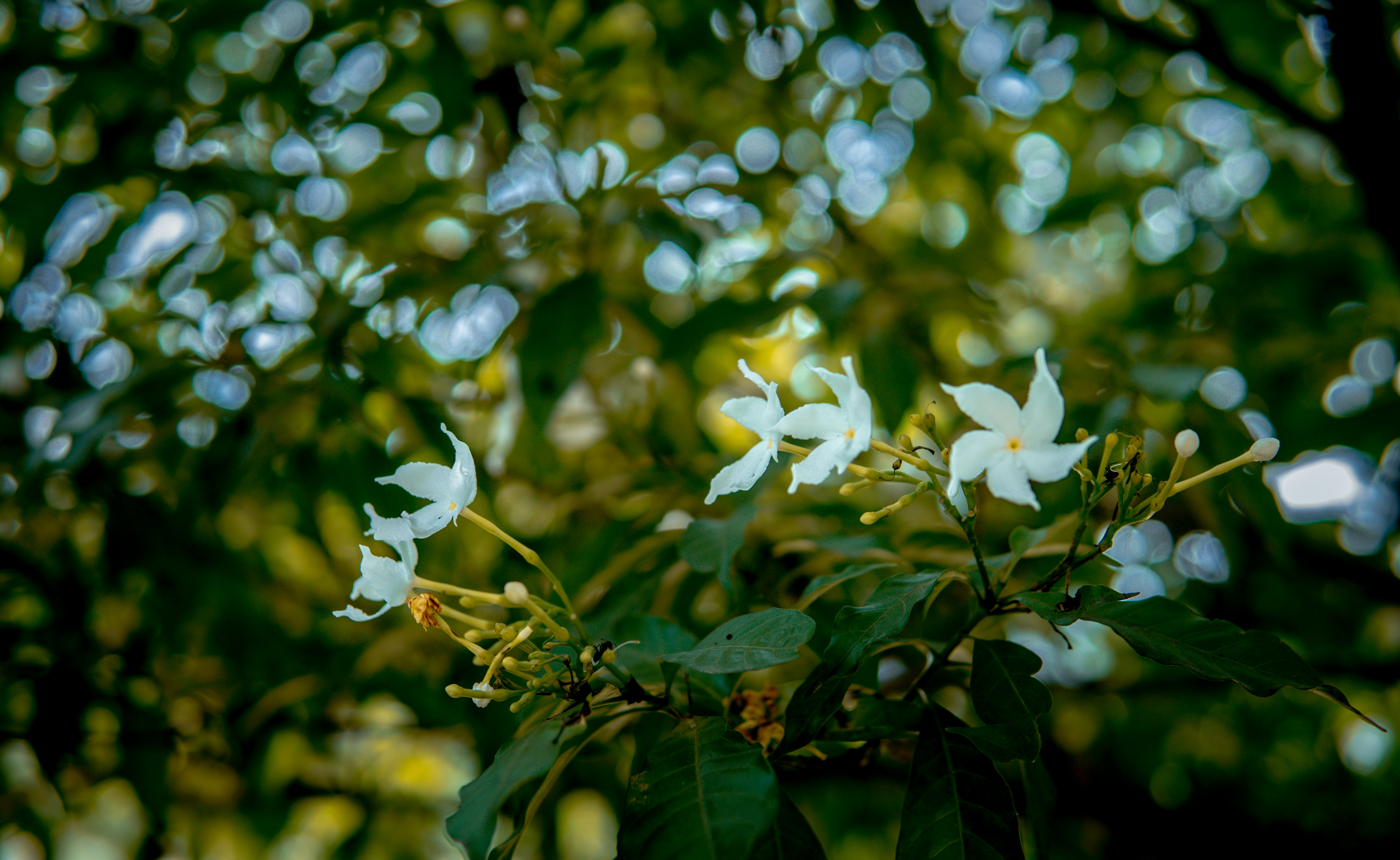 Photo by gaurav20707