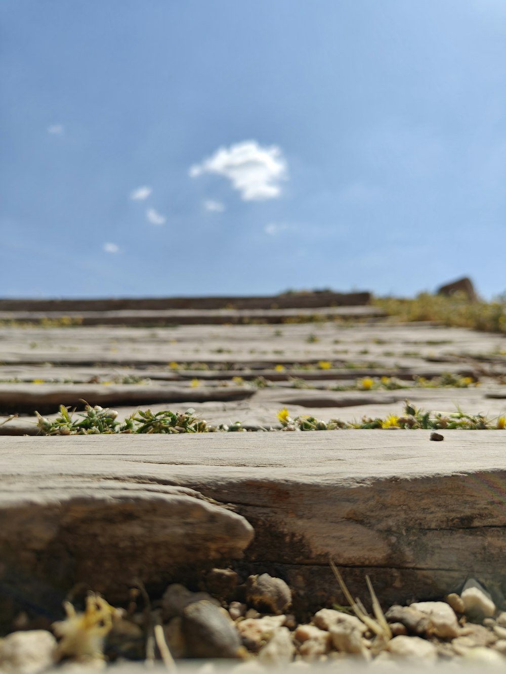 a close up of rocks and plants on a sunny day