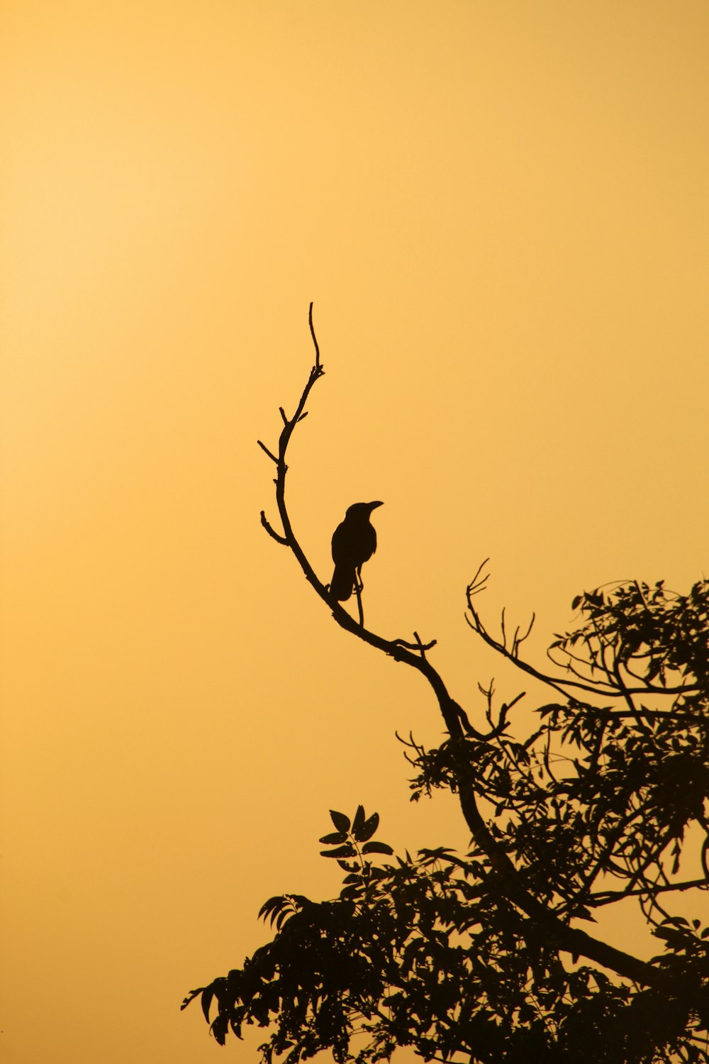 a bird is sitting on a tree branch